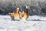 CORGI PEMBROKE 963